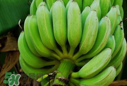 芭蕉可以放冰箱嗎？芭蕉能放冰箱保存嗎