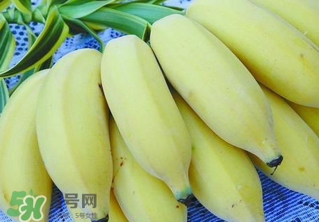 芭蕉里面的黑籽是什么？芭蕉是草本類還是木本類