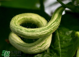 蛇瓜什么時(shí)候種？蛇瓜的種植方法