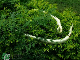 蛇瓜什么時(shí)候種？蛇瓜的種植方法