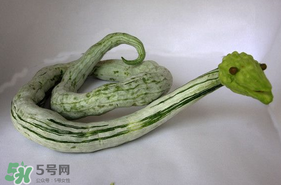 蛇瓜怎么挑選？蛇瓜的選購技巧