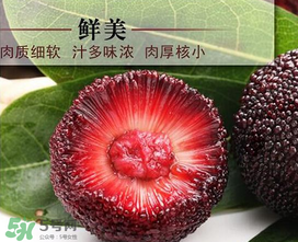 荸薺楊梅和東魁楊梅哪個(gè)好吃？荸薺楊梅跟東魁楊梅有什么區(qū)別？