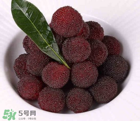 荸薺楊梅和東魁楊梅哪個(gè)好吃？荸薺楊梅跟東魁楊梅有什么區(qū)別？