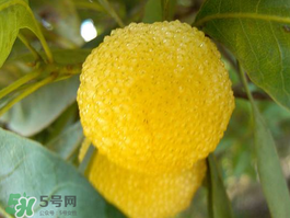 白楊梅可以泡酒嗎？白楊梅泡酒有什么功效？