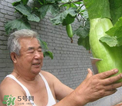 砍瓜種子哪里有賣的？砍瓜多少錢一斤？