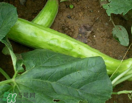 菜瓜多少錢一斤？菜瓜怎么挑？