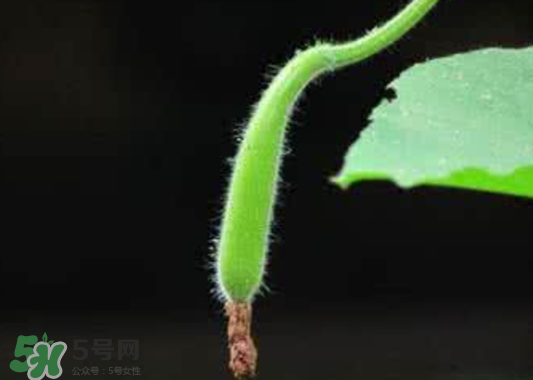 苦瓠子有毒嗎？苦瓠子中毒怎么辦？