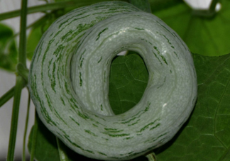 蛇瓜多少錢(qián)一斤？蛇瓜種子在哪里買(mǎi)到？