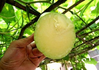 砍瓜種子哪里有賣的？砍瓜多少錢一斤？