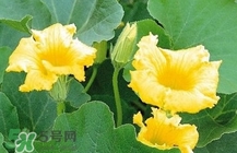 南瓜花怎么做好吃？南瓜花不能與什么同吃