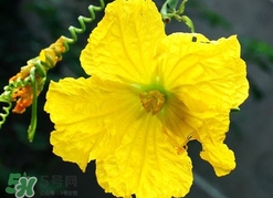 南瓜花有什么作用？南瓜花的作用及禁忌