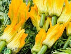 南瓜花花蕊能吃嗎？南瓜花是雌雄同株嗎
