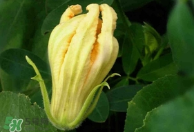 南瓜花怎么洗？南瓜花怎么處理