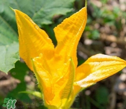 南瓜花可以吃嗎？南瓜花怎么吃