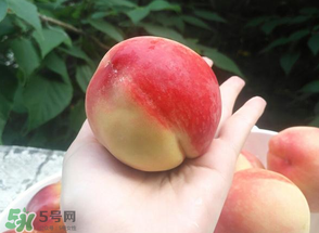 毛桃熱量高嗎？一個(gè)毛桃的熱量