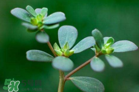 螞蚱菜洗好后怎么保存？剛采的螞蚱菜能存放幾天