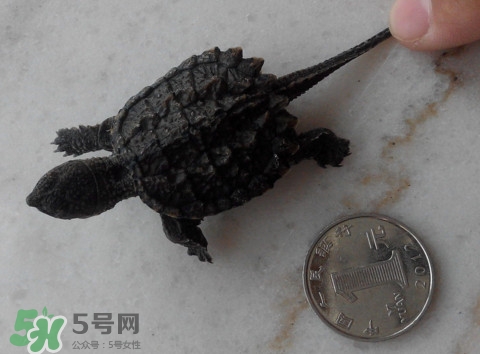 鱷龜是保護(hù)動(dòng)物嗎？鱷龜是外來物種嗎