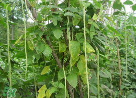 7月份可以種豆角嗎？豆角幾月份種？
