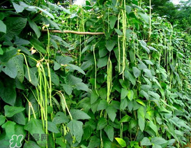 7月份可以種豆角嗎？豆角幾月份種？