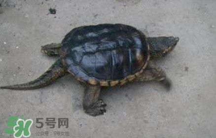 鱷龜怎么飼養(yǎng)？鱷龜吃什么