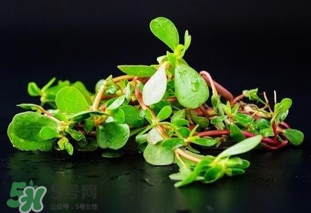 螞蚱菜孕婦可以吃嗎？螞蚱菜的功效與作用