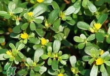 螞蚱菜是馬齒莧嗎？螞蚱菜是什么樣子的
