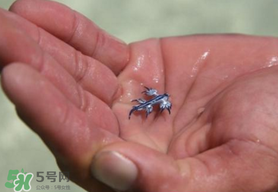 海蛞蝓可以當(dāng)寵物養(yǎng)嗎？ 海蛞蝓多少錢(qián)一只？