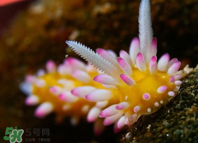 海蛞蝓可以當(dāng)寵物養(yǎng)嗎？ 海蛞蝓多少錢(qián)一只？
