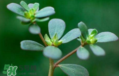 螞蚱菜能生吃嗎？螞蚱菜可以生吃嗎