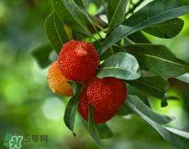 七月份還有楊梅嗎？7月份楊梅哪里有？