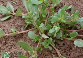 螞蚱菜怎么吃？螞蚱菜怎么做好吃