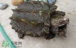 鱷龜是深水龜嗎？鱷魚龜是淡水龜還是海水龜