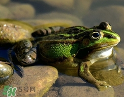 吃青蛙犯法嗎？買賣青蛙怎么處罰