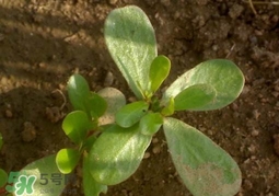 螞蚱菜洗好后怎么保存？剛采的螞蚱菜能存放幾天