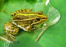 吃青蛙犯法嗎？買賣青蛙怎么處罰