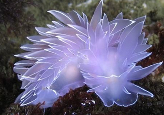 海蛞蝓可以當(dāng)寵物養(yǎng)嗎？ 海蛞蝓多少錢一只？