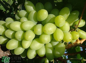 青提上有黑點(diǎn)怎么回事？青提長斑點(diǎn)是什么原因？