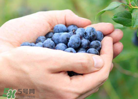 藍(lán)莓什么品種好？盆栽藍(lán)莓什么品種好？