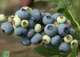 藍(lán)莓什么品種好？盆栽藍(lán)莓什么品種好？