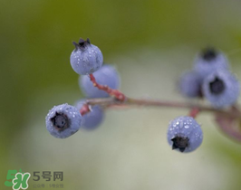 野生藍(lán)莓多少錢一斤？野生藍(lán)莓多少錢一箱？