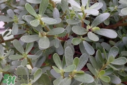 馬蜂菜孕婦可以吃嗎？孕婦能吃馬蜂菜嗎