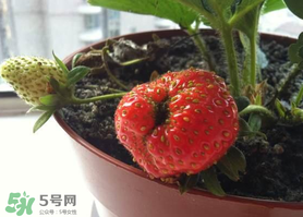 七月份有草莓嗎？7月份有草莓嗎？