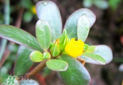 馬蜂菜治什么??？馬蜂菜的功效與作用
