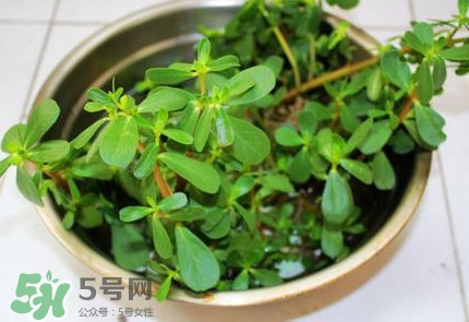 馬蜂菜治什么病？馬蜂菜的功效與作用