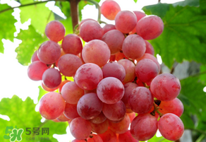 紅提變軟了還能吃嗎？紅提變軟是不是壞了？