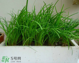 6月份能種韭菜嗎？ 6月份能種韭菜種子嗎？