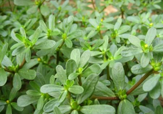 馬蜂菜治什么??？馬蜂菜的功效與作用