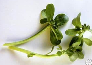 馬蜂菜有毒嗎？馬蜂菜有什么好處