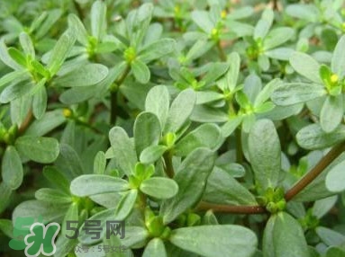 馬蜂菜跟什么相克？什么人不能吃馬蜂菜？