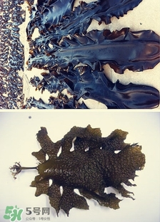 昆布是什么？昆布是海帶嗎